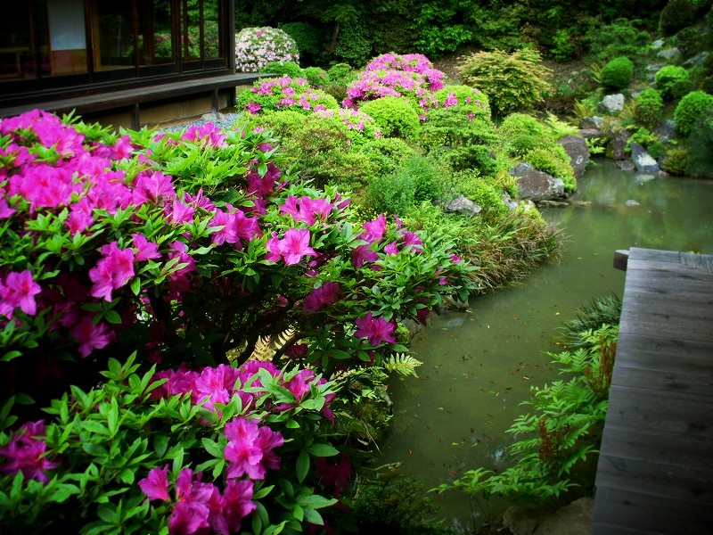 �q�ω@�F�����뉀�ƃT�c�L�A