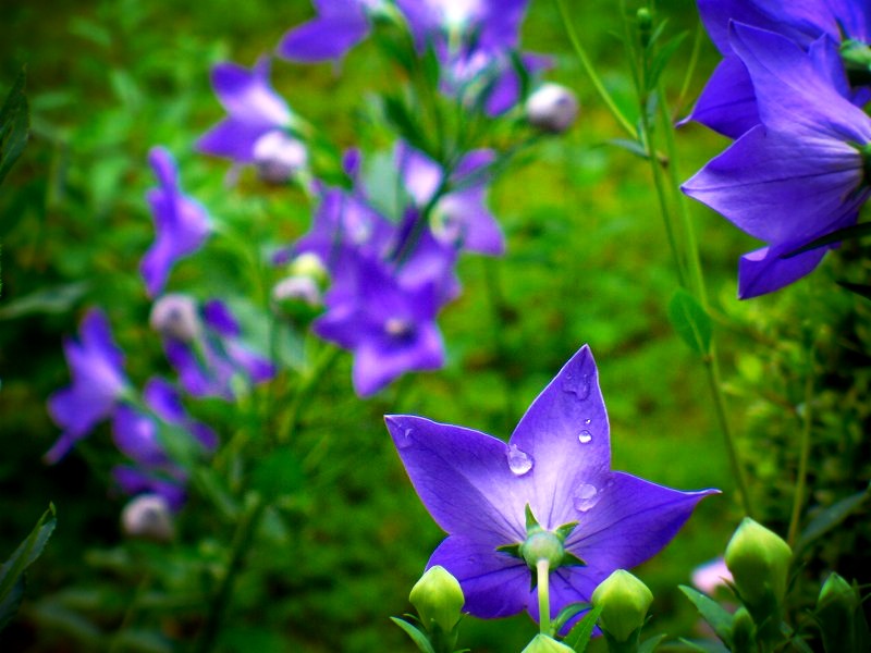 �V���@�F�j�[