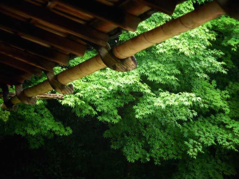 ���哰�F�|�̉J��