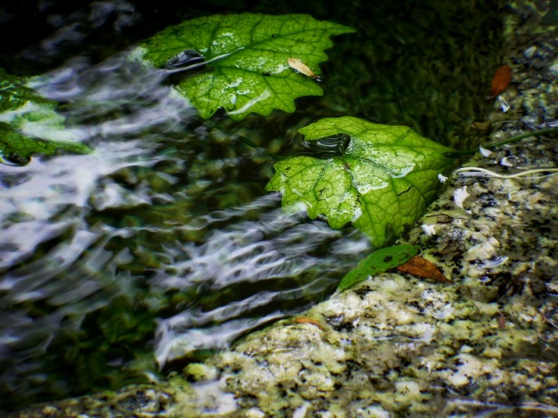 ���t�@�F�L���̗�