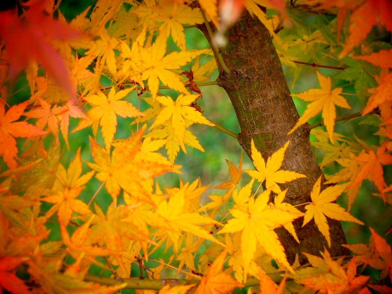 �������F�Q���̍g�t