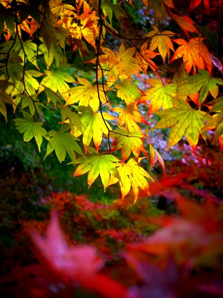 �������F�����̍g�t