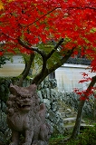 勝持寺:紅葉と狛犬