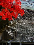 金剛輪寺:本堂と紅葉