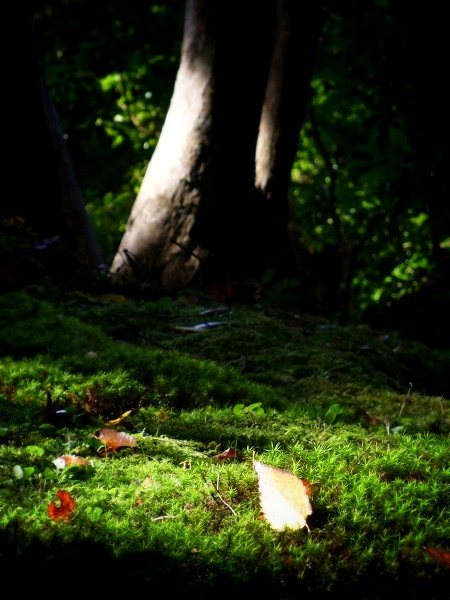 �@�؎��F�ۂɍ����z