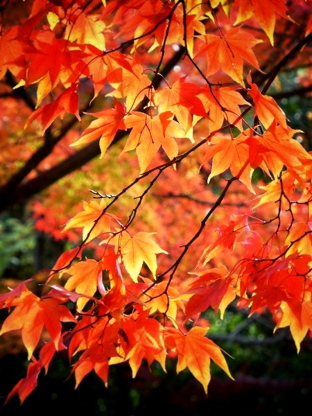 �匴��_�ЁF�z�ɓ�����t