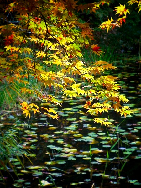 �匴��_�ЁF���̒r�@