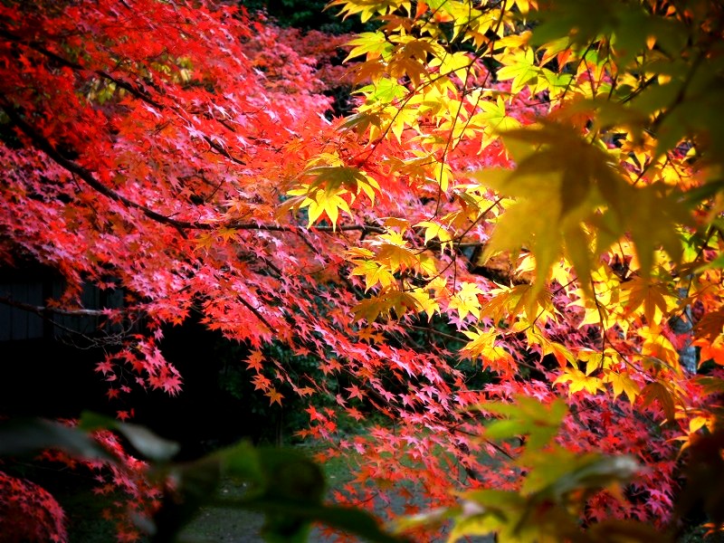 �匴��_�ЁF���̒r�B