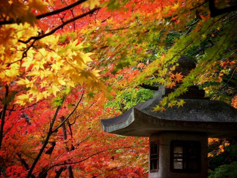 �匴��_�ЁF���Ăƍg�t�A