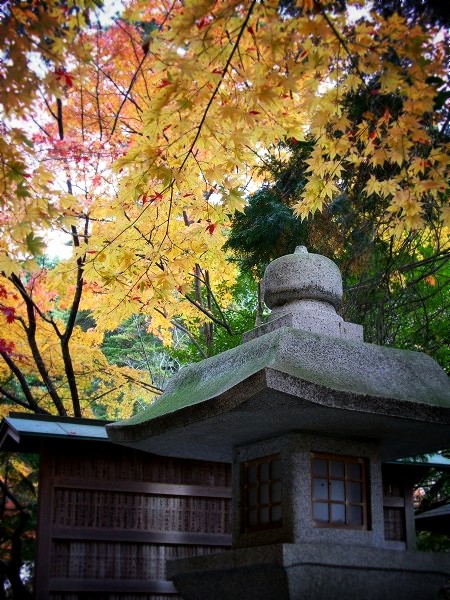 �匴��_�ЁF���Ăƍg�t�B