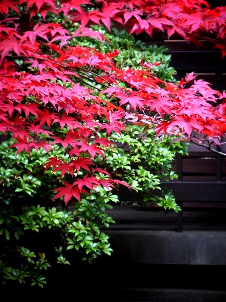 �������F�̂т̐F