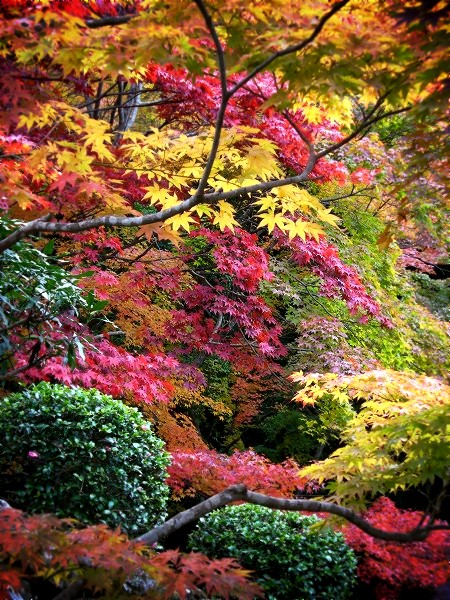 �������F�F�Ƃ�ǂ�̍g�t�A