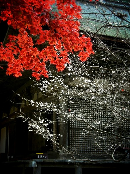 �����֎��F�{���ƍg�t