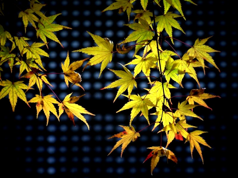 �����֎��F�{���̎���