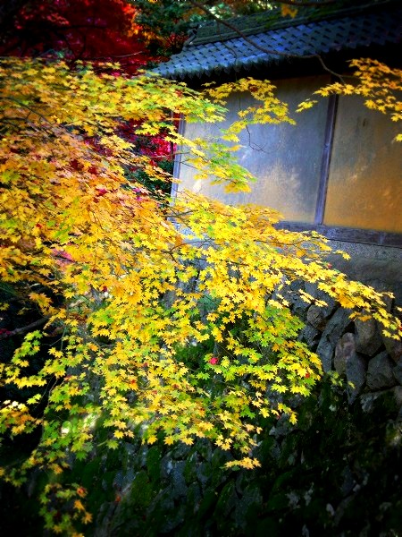 �����֎��F�����̍g�t