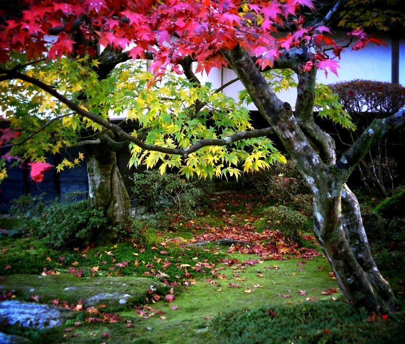 �������F�뉀�ɂ�