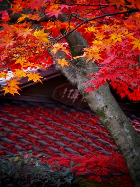 ��@�@�F�L�׌�