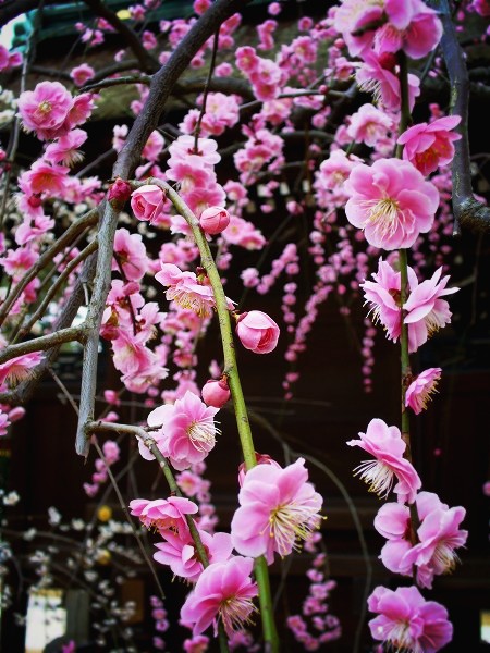 �k��V���{�F�}����~�B