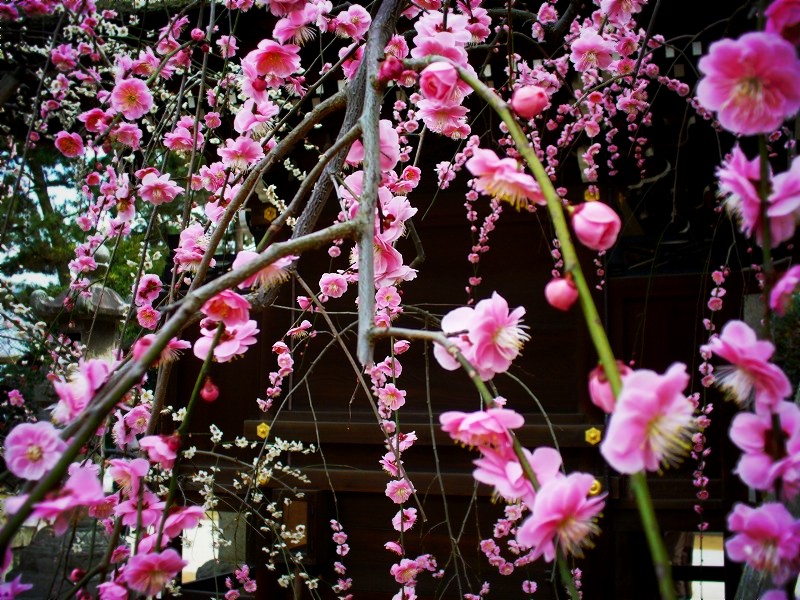 �k��V���{�F�}����~�A