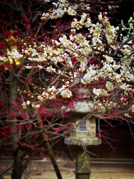 �k��V���{�F�����ɂ�