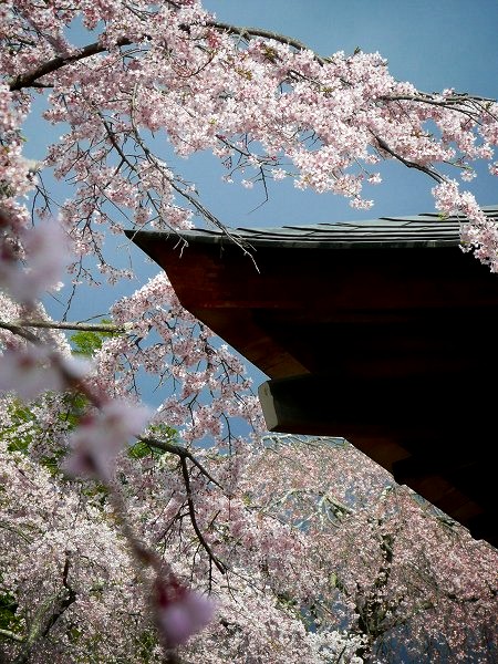 �V�����F����a�Ǝ}�����B