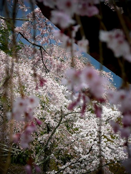 �V�����F����a�Ǝ}�����@