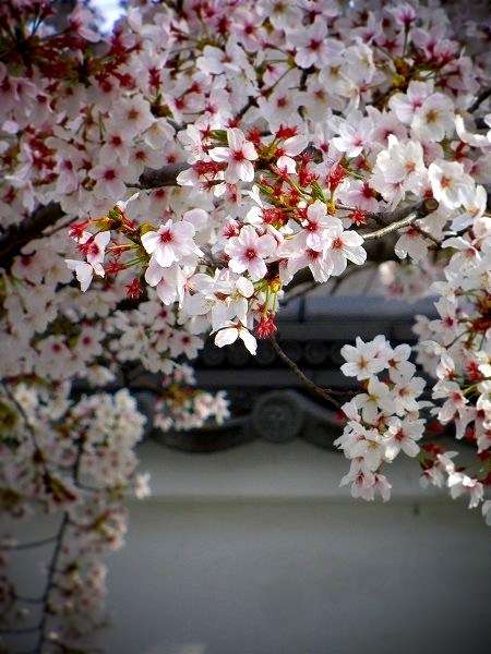 ���S�@�F�����ɂ�