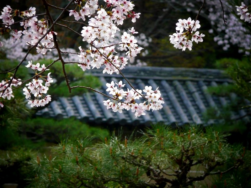 .���S�@�F���g�剡