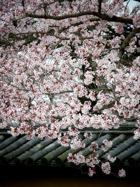 ��펛�F�Q���ɂ�