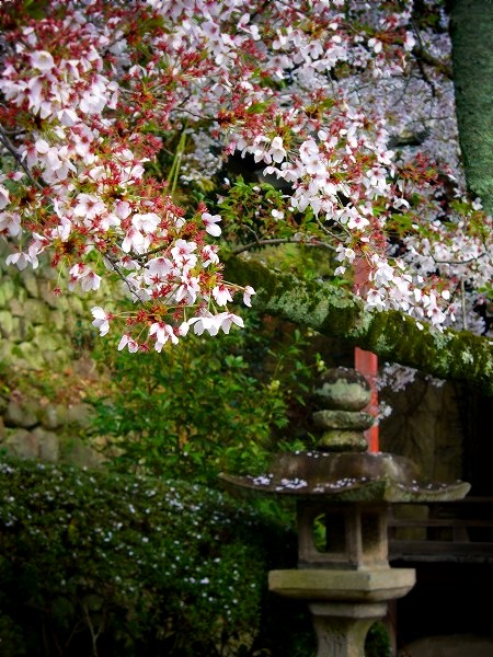 ���͎��F�s�����O