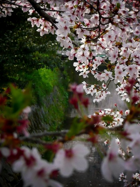 �N�w�̓��ɂ�