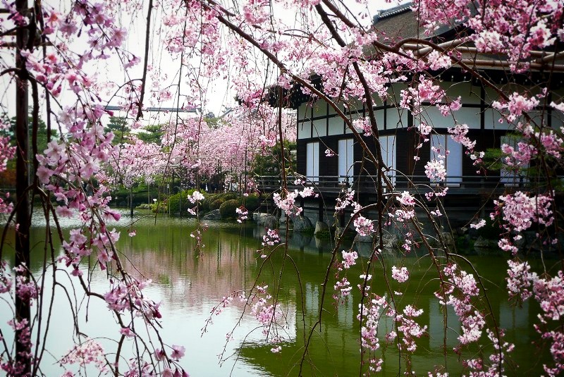 �����_�{�F�����قƍ��A