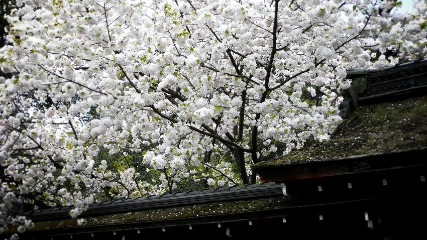 ����_�ЁF���_�N