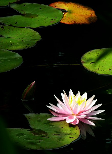 �����뉀�F���@