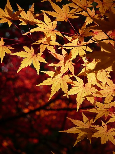 �������F�����̍g�t�B(�cver.)