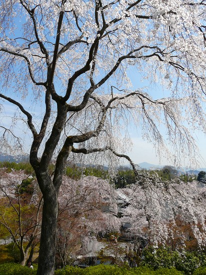 �V�����F�]���̋u���A