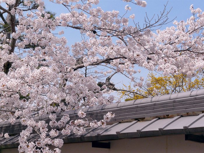 �V�����F�O�G�@�ɂ�