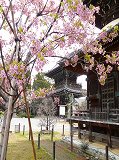 清凉寺：多宝塔と河津桜