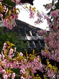 清凉寺：多宝塔と河津桜