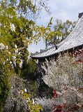 道成寺：念仏堂裏の桜