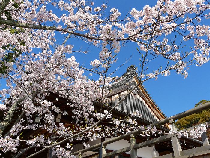 大覚寺：五大堂と桜