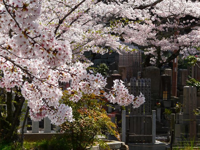 金戒光明寺：霊園の桜