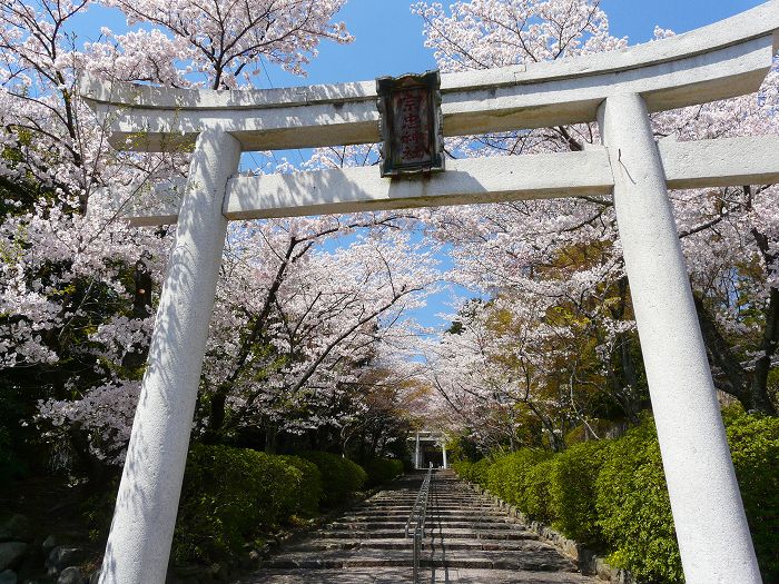 宗忠神社：参道の桜