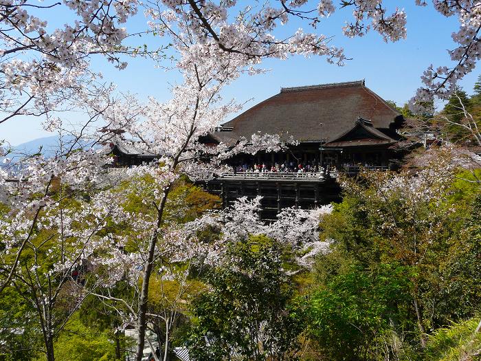 清水寺：桜と本堂