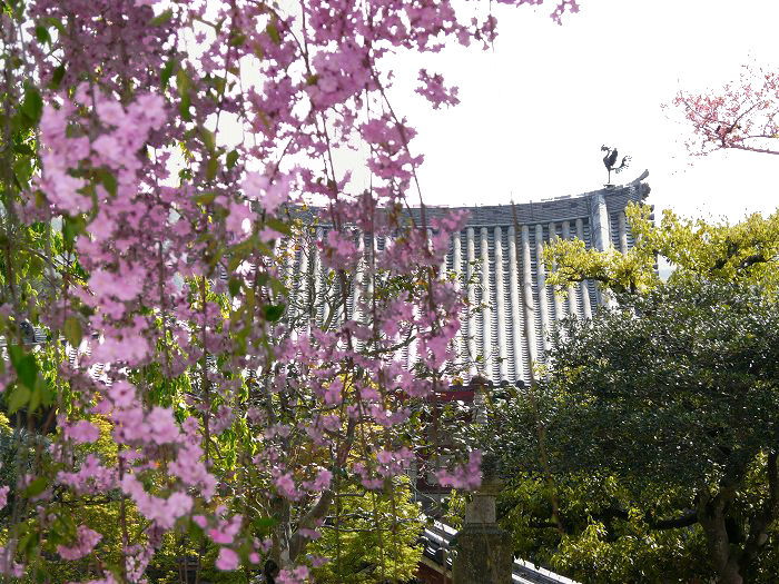平等院：桜と鳳凰堂