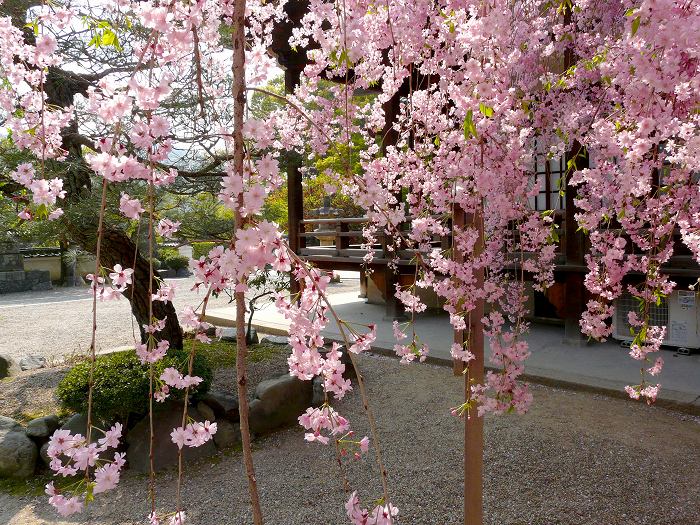 平等院：浄土院の枝垂桜
