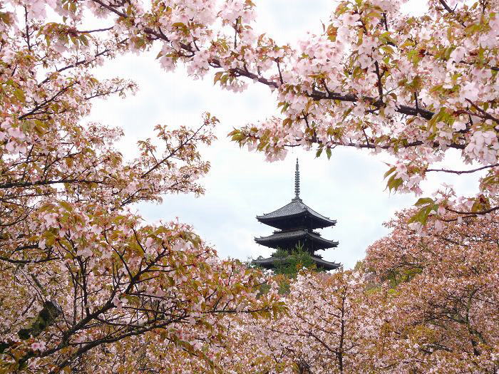 仁和寺：五重塔と御室桜