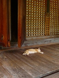 浄瑠璃寺：本堂で昼寝中