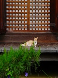浄瑠璃寺：阿弥陀堂と猫