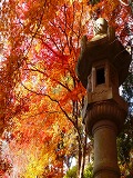 毘沙門堂：石灯籠と紅葉